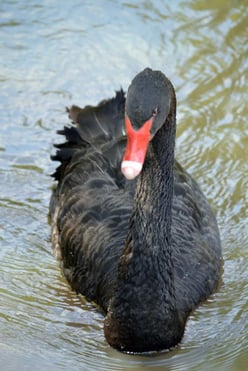 Black Swan