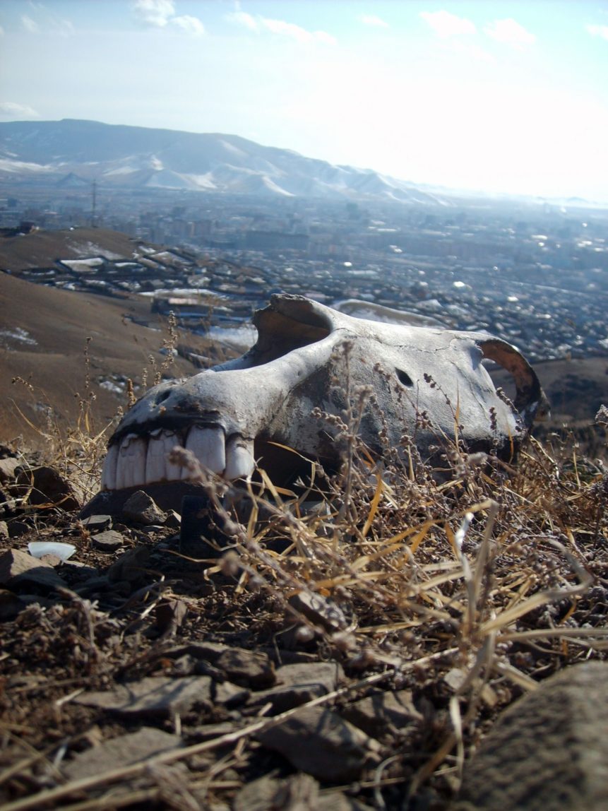 horse-skull-mongolia-861x1148